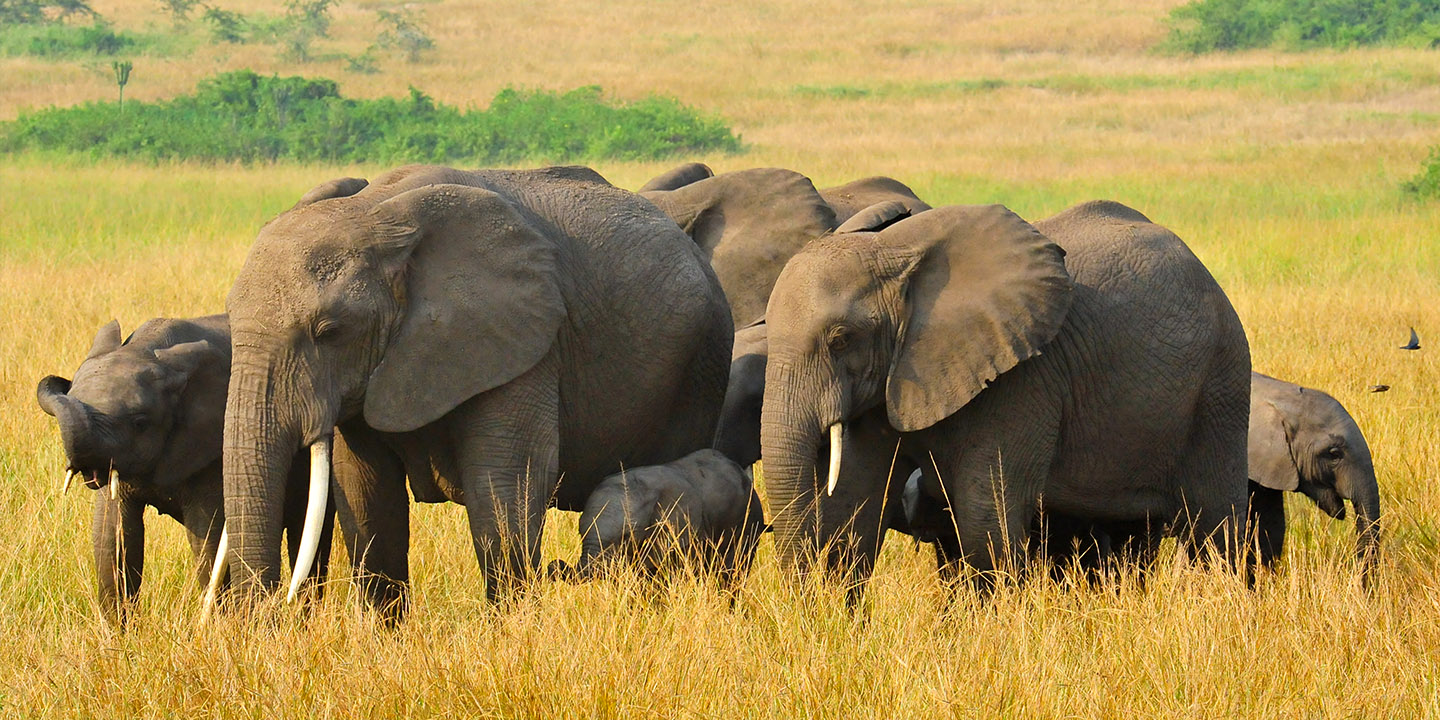 8-Days Tanzania Luxury Safari Wildlife Viewing